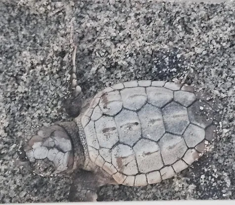 908 Villas Drive Venice FL 34285