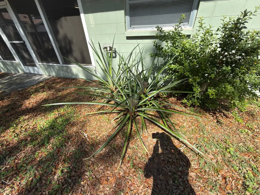 2209 Boxwood Way Brandon FL 33511