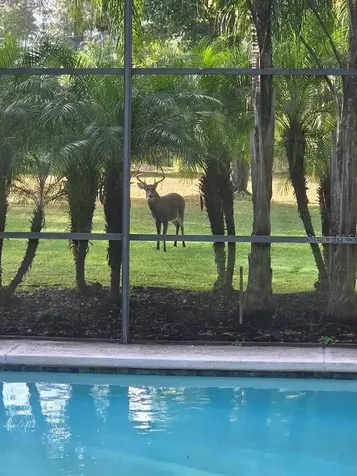 2461 Wassum Trail Oviedo FL 32766