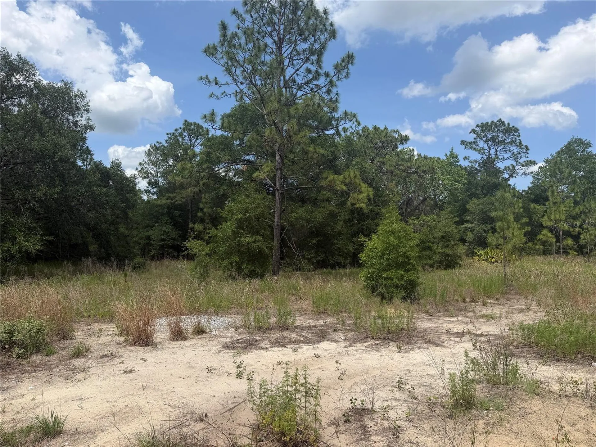 Tbd SW 145th Court Ocala FL 34482