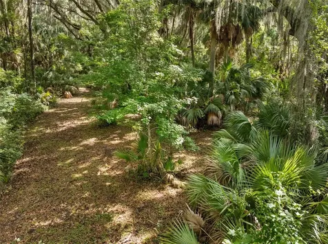 Tbd SE Wacahoota Road Micanopy FL 32667