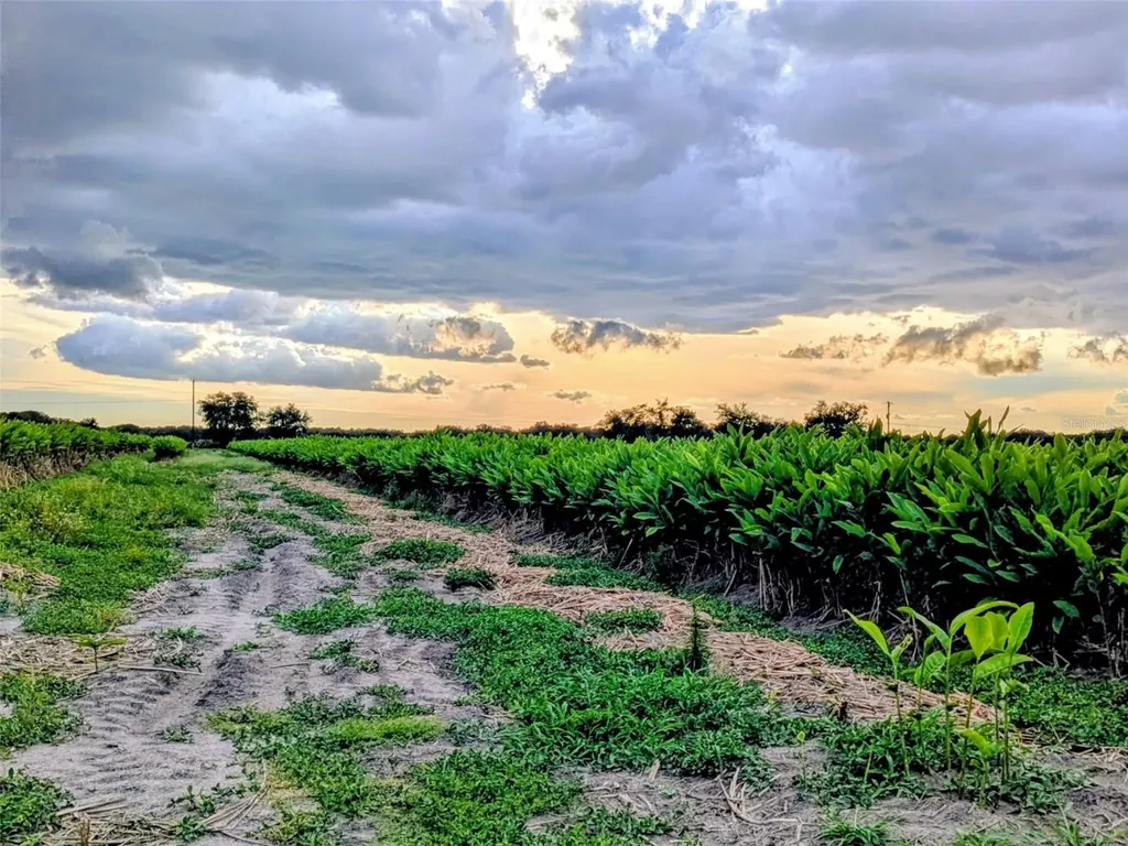 0 Mineral Branch Road Zolfo Springs FL 33890
