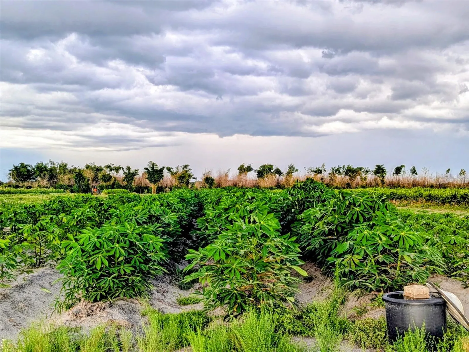 0 Mineral Branch Road Zolfo Springs FL 33890