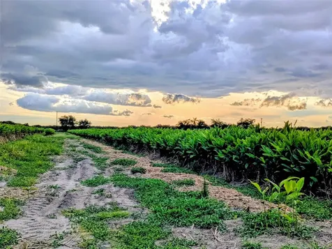 0 Mineral Branch Road Zolfo Springs FL 33890