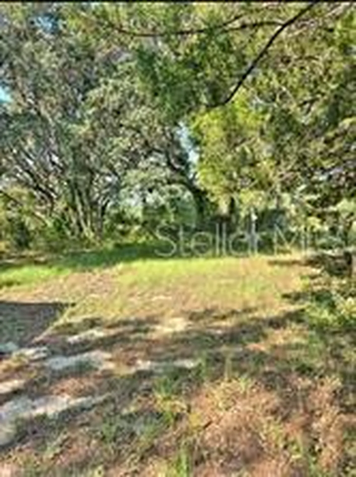 12070 NE 63rd Place Williston FL 32696