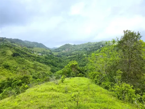 Pr 770 Km 2.9 Palo Hincado Ward Barranquitas PR 00794