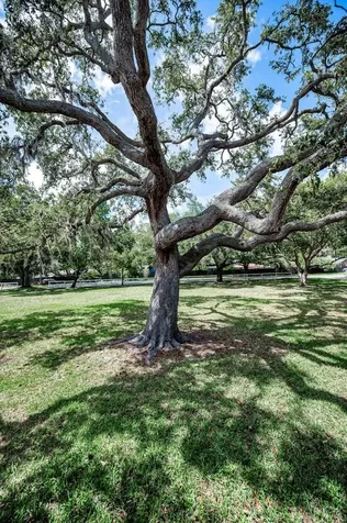 3525 Fairview Street Safety Harbor FL 34695