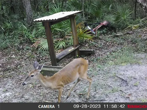 16274 NE 153rd Lane Fort Mc Coy FL 32134