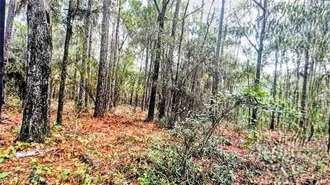 2871 W Sunkist Lane Dunnellon FL 34433