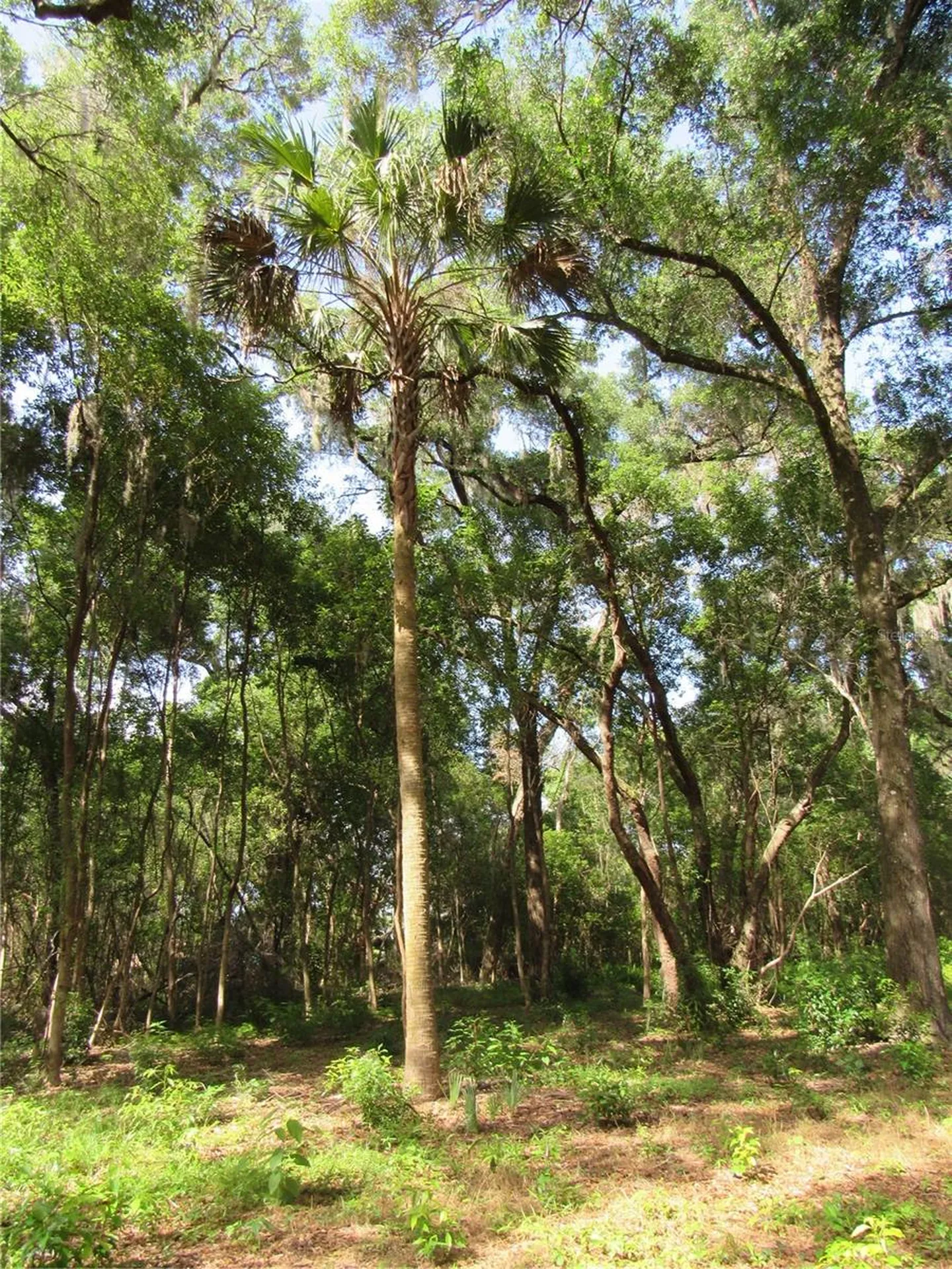 Oak Valley Drive Deland FL 32720