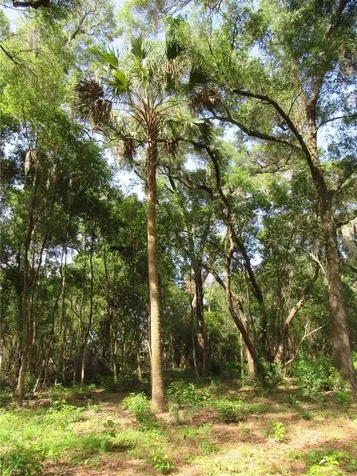 Oak Valley Drive Deland FL 32720