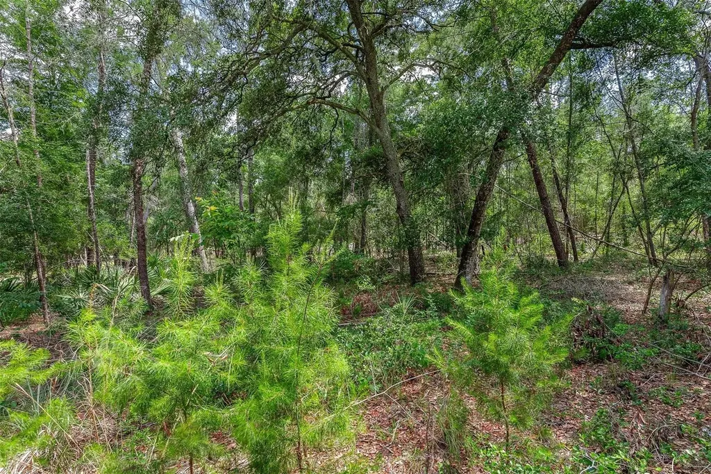 SE 152nd - (ravenswood Rd) Parcel B & C, Lots 16, 17 Place Altoona FL 32702