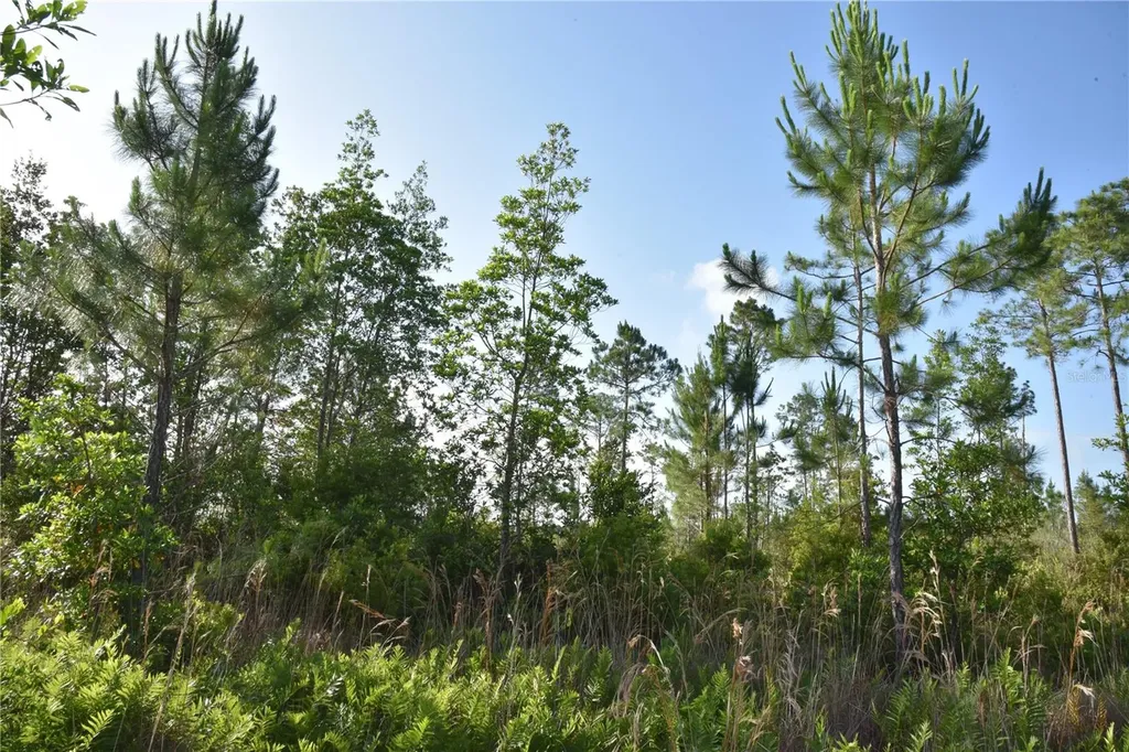 22370 NE 130th Avenue Fort Mc Coy FL 32134