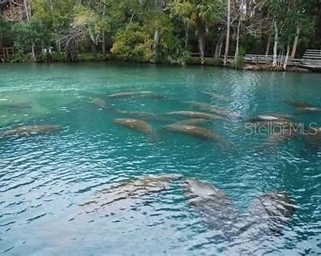Macek Road Weeki Wachee FL 34614
