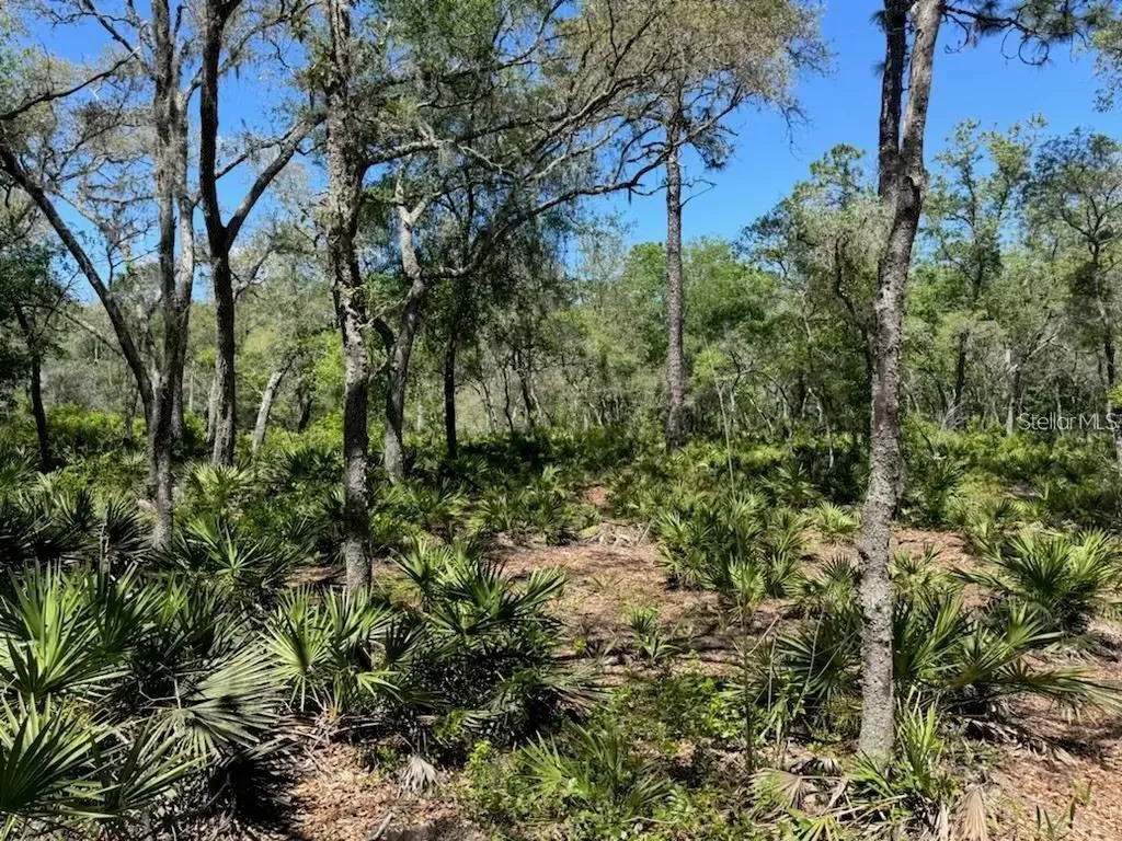 Citadel Drive Webster FL 33597