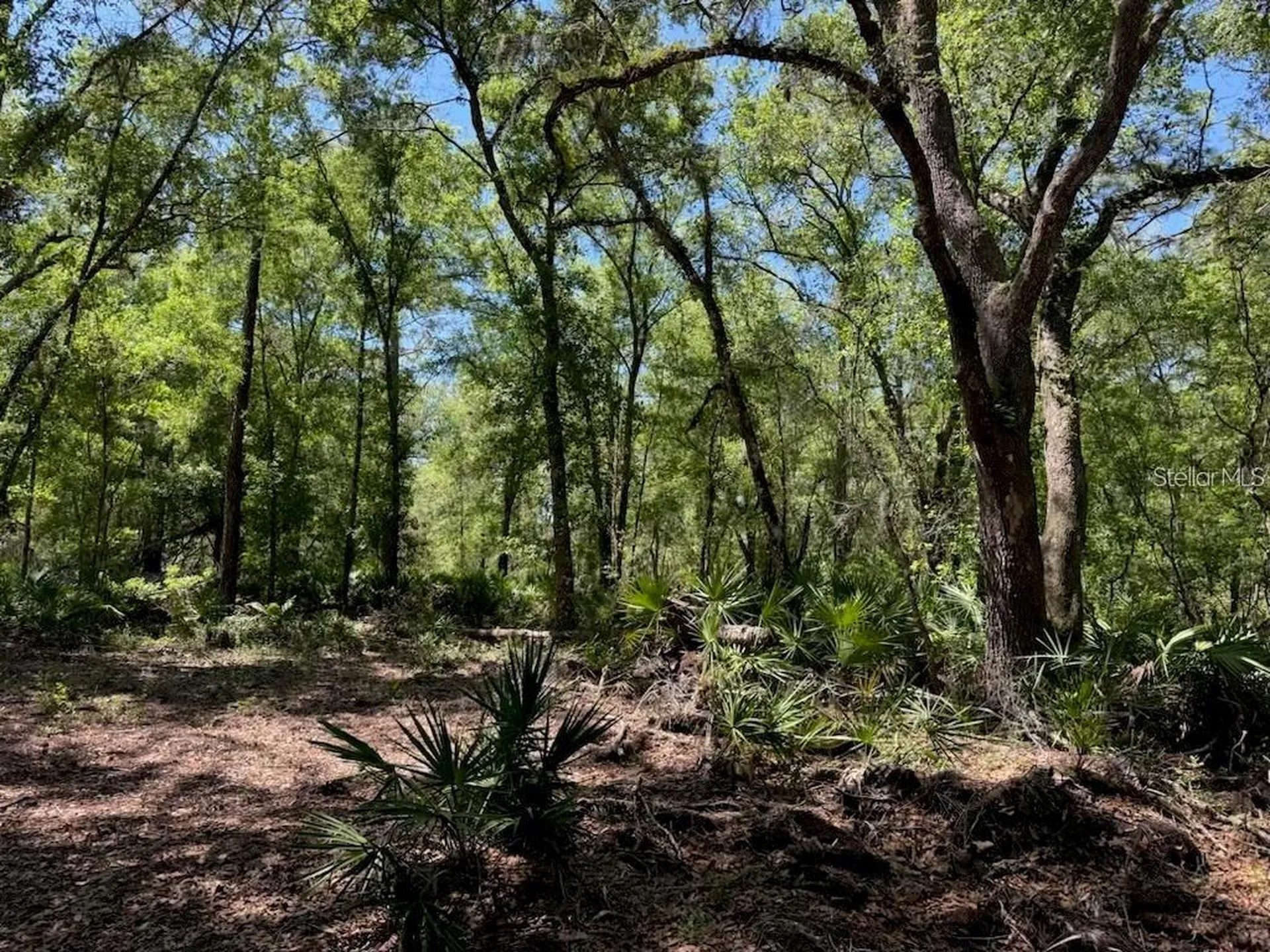 Citadel Drive Webster FL 33597