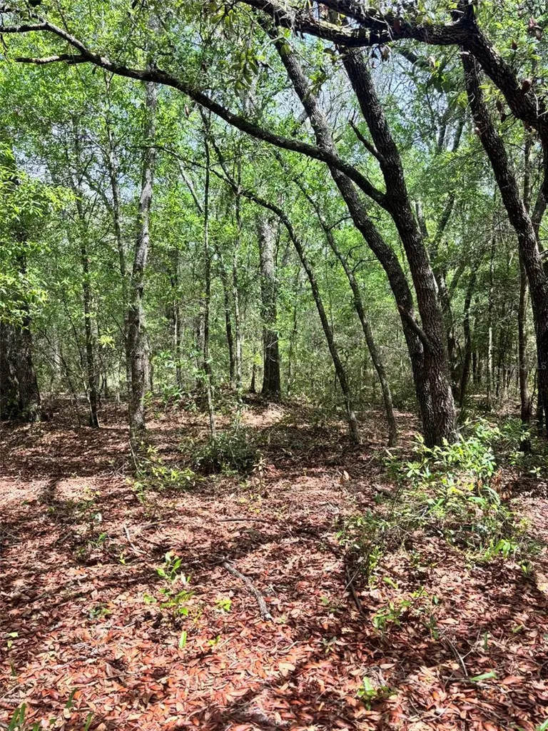 83RD Lane Bronson FL 32621