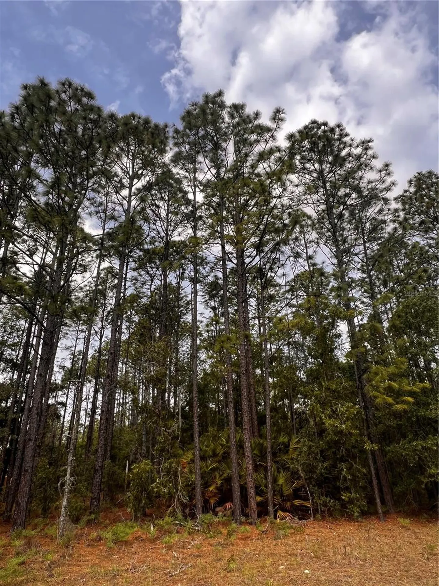 7095 N Foxdale Drive Citrus Springs FL 34434