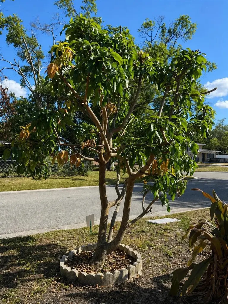 8618 Grandview Drive Tampa FL 33617