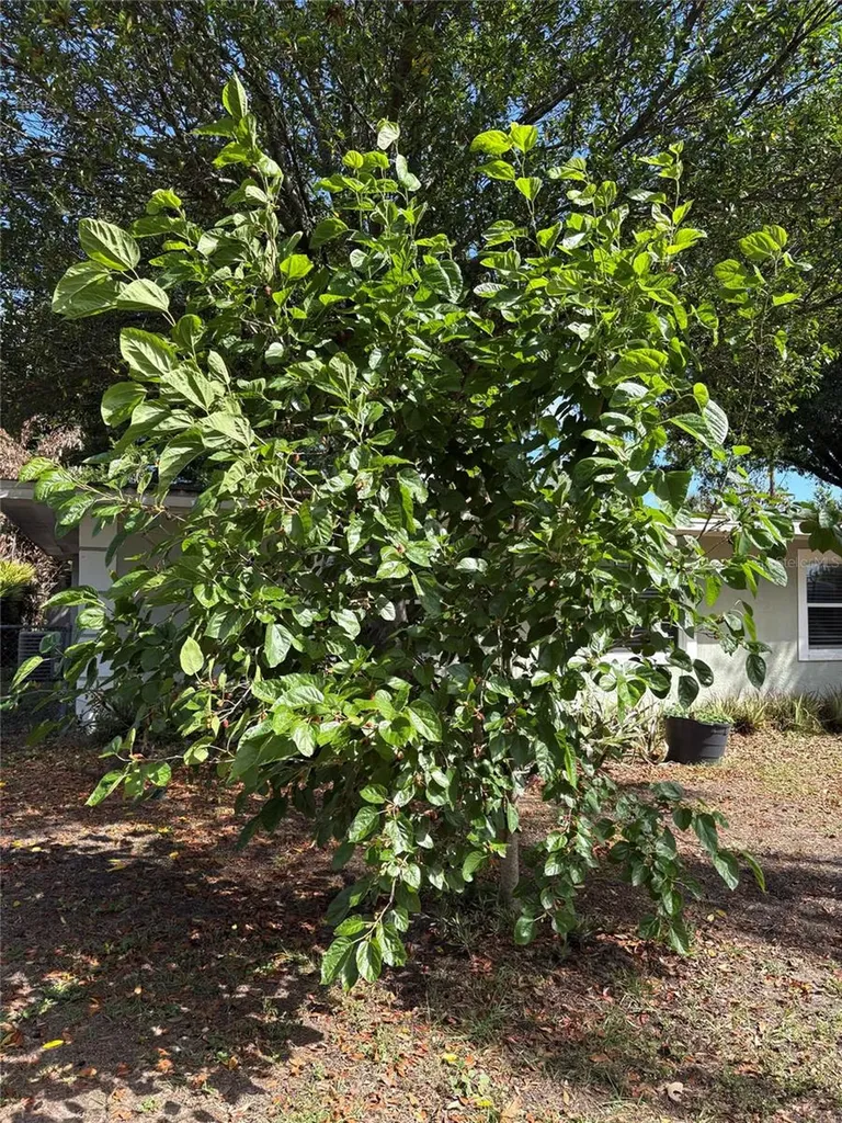 8618 Grandview Drive Tampa FL 33617