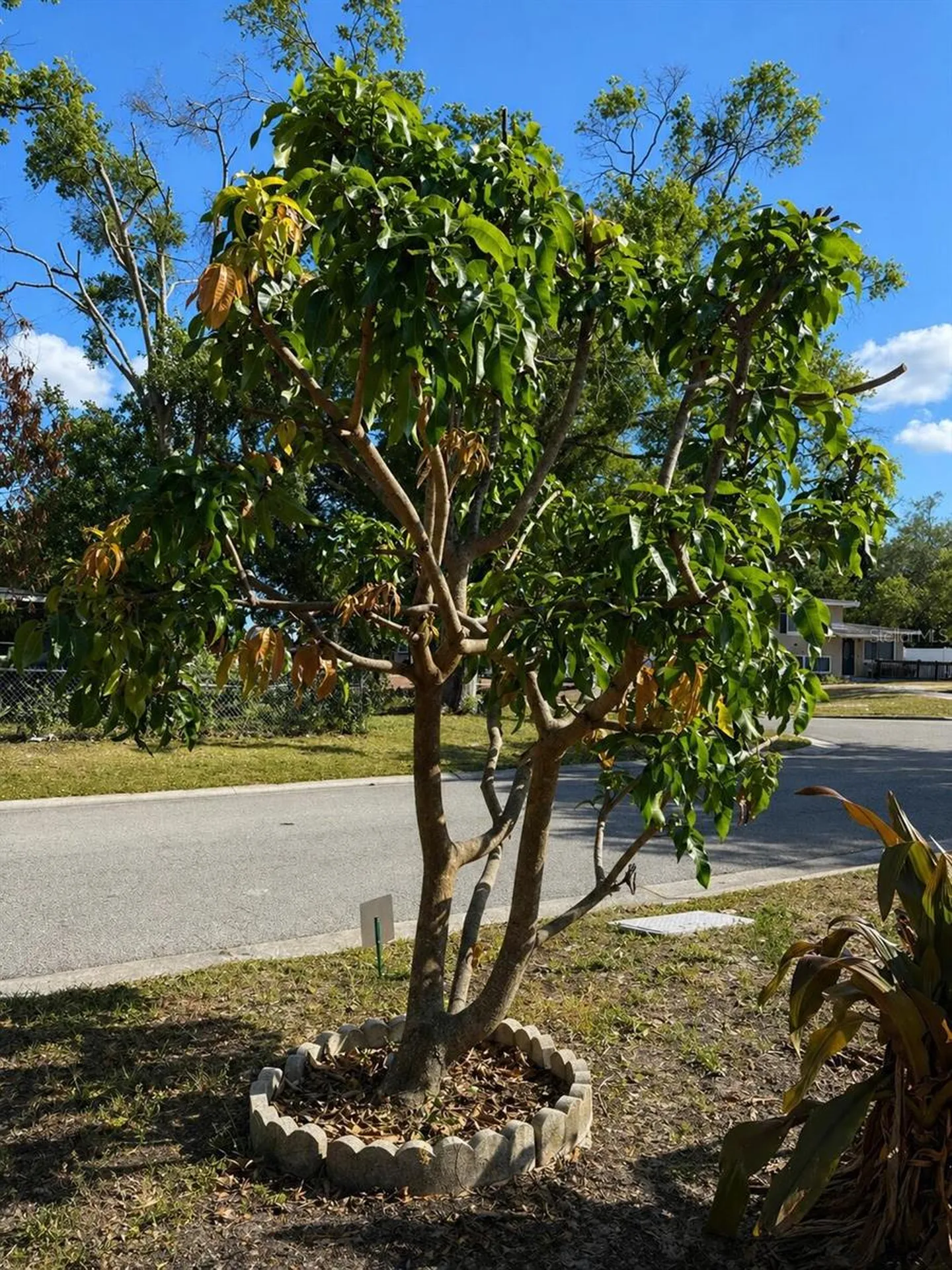 8618 Grandview Drive Tampa FL 33617