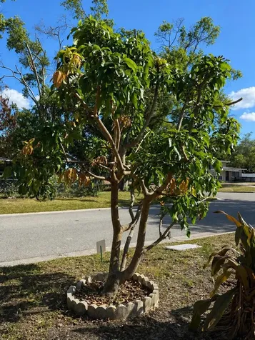 8618 Grandview Drive Tampa FL 33617