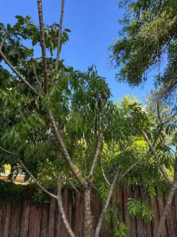 8618 Grandview Drive Tampa FL 33617