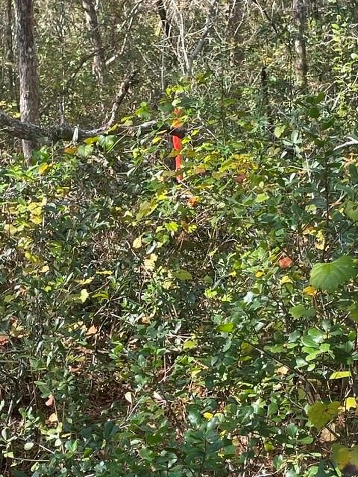 9345 SE 195th Avenue Ocklawaha FL 32179