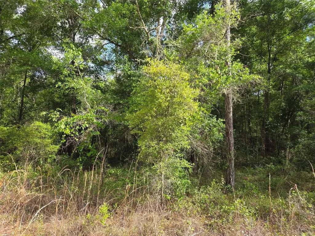 0000 NE 85th Street Bronson FL 32621