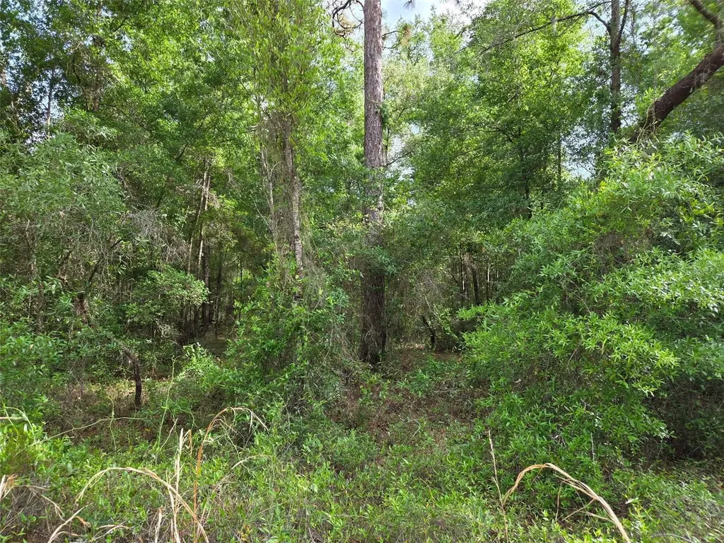 0000 NE 85th Street Bronson FL 32621