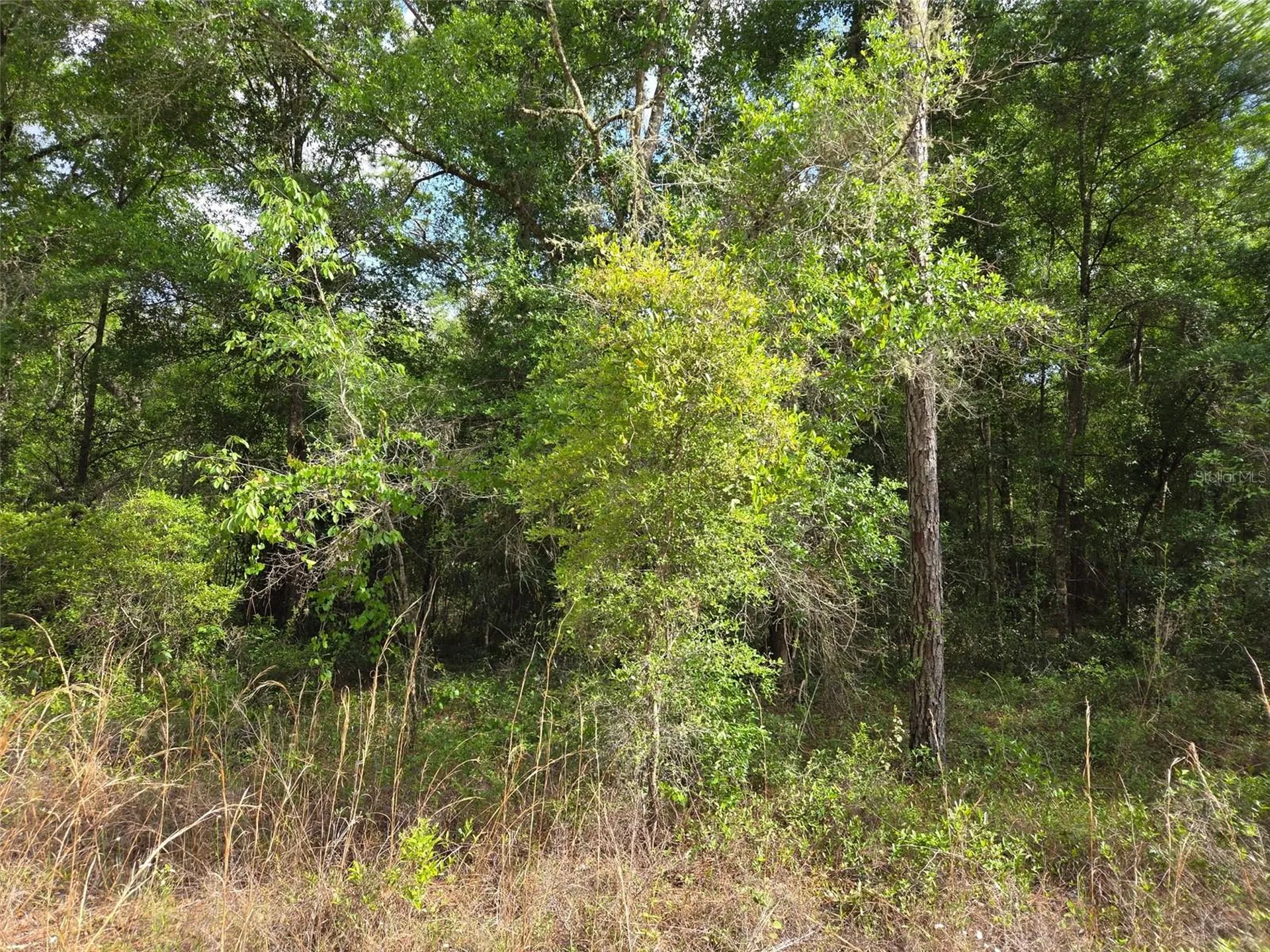 0000 NE 85th Street Bronson FL 32621