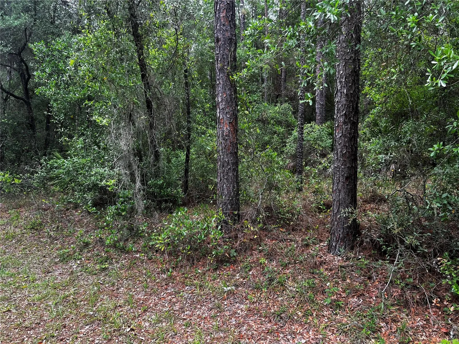 Tbd SW 186th Court Dunnellon FL 34432