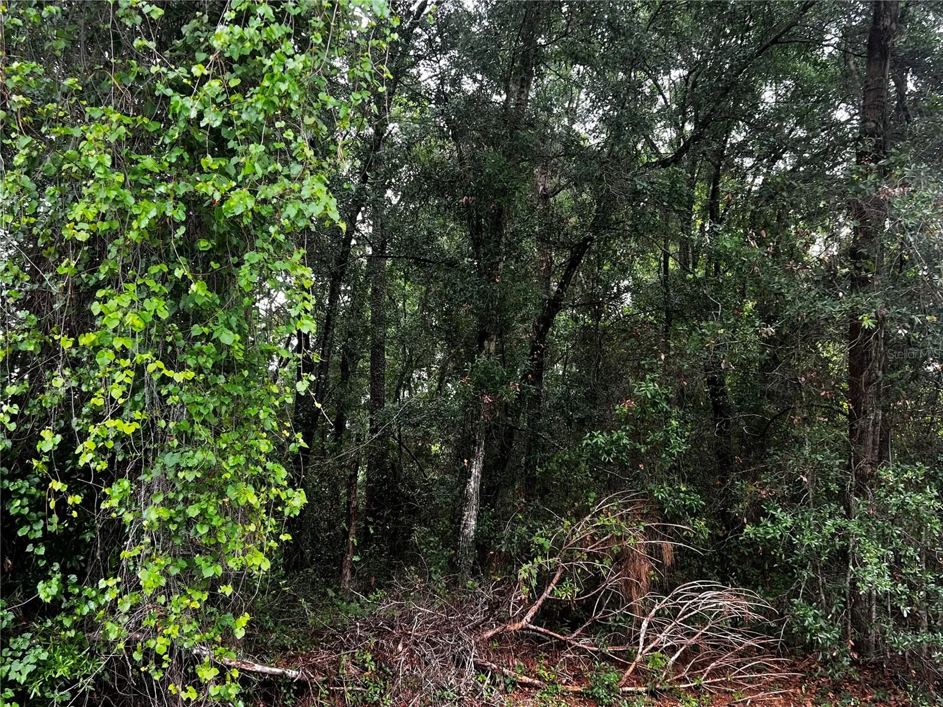 Tbd NW 61st Lane Ocala FL 34482