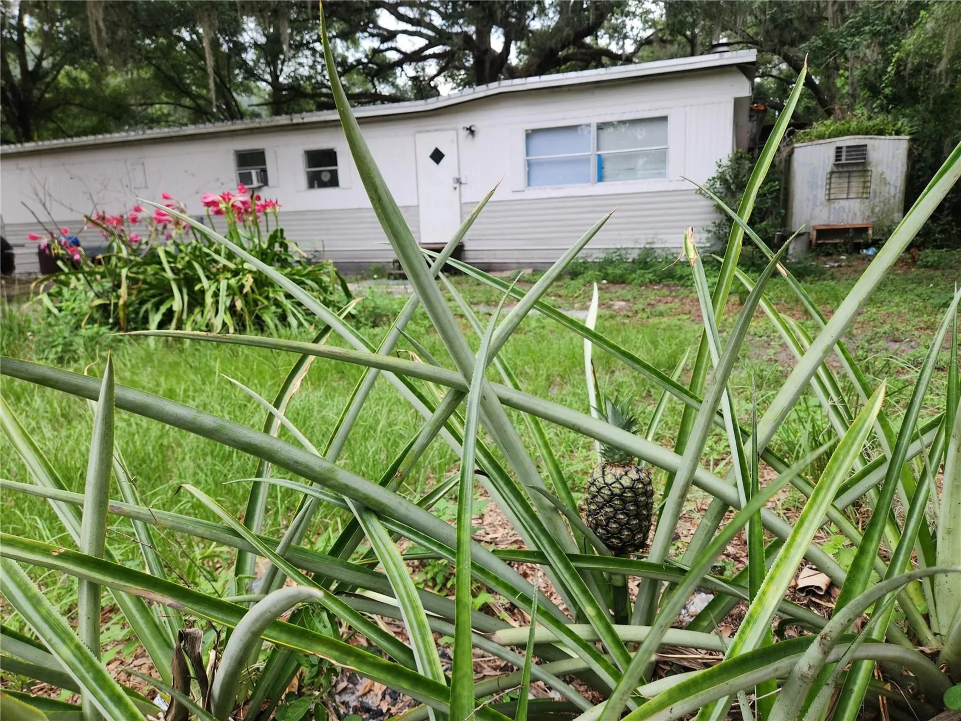 24815 Audrey Road Land O Lakes FL 34639