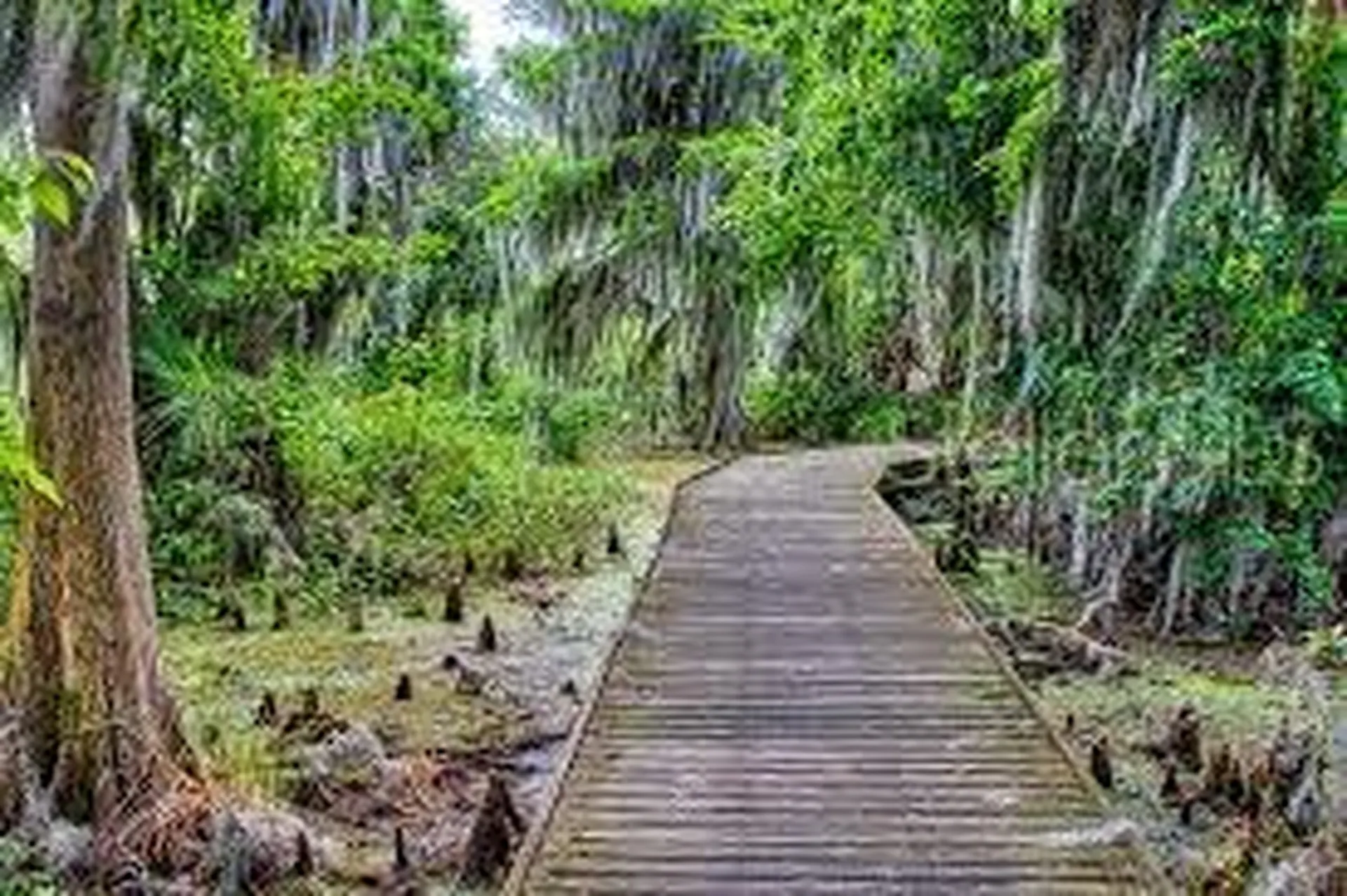 5189 Greenheart Avenue Mount Dora FL 32757