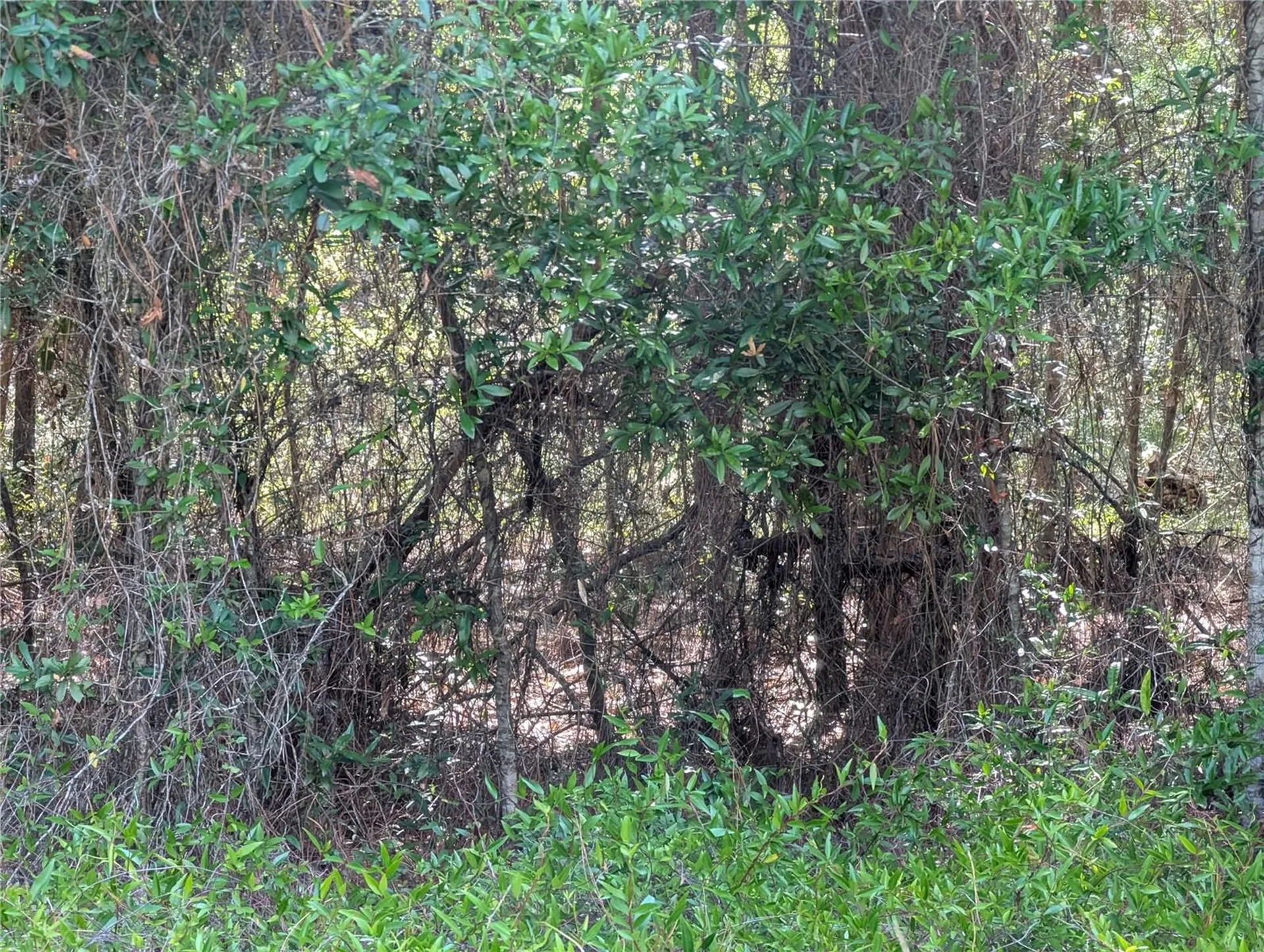 202ND Court Dunnellon FL 34431