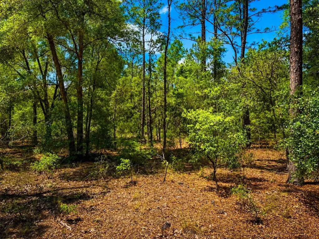 Tbd SW 93rd Place Dunnellon FL 34432