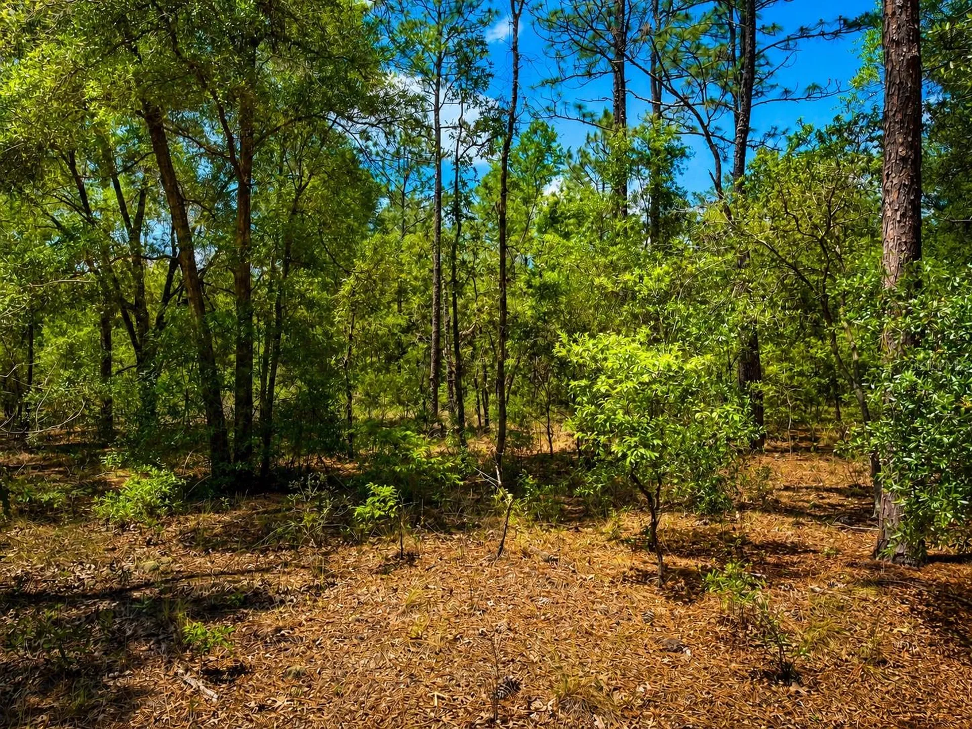 Tbd SW 93rd Place Dunnellon FL 34432