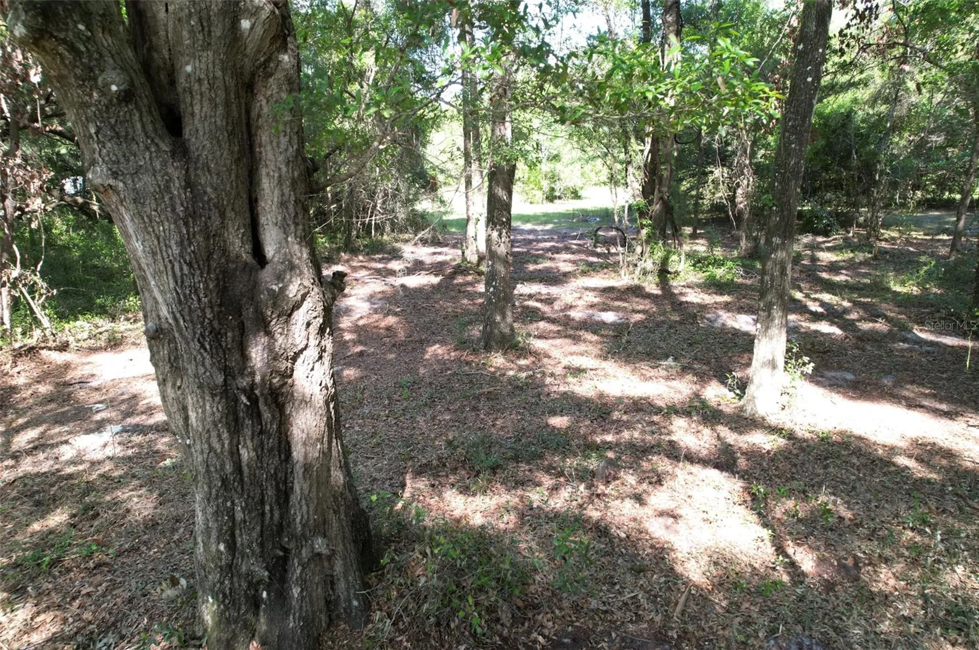 SE 164th Terrace Williston FL 32696