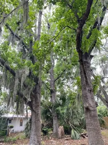 6442 Treehaven Drive Spring Hill FL 34606
