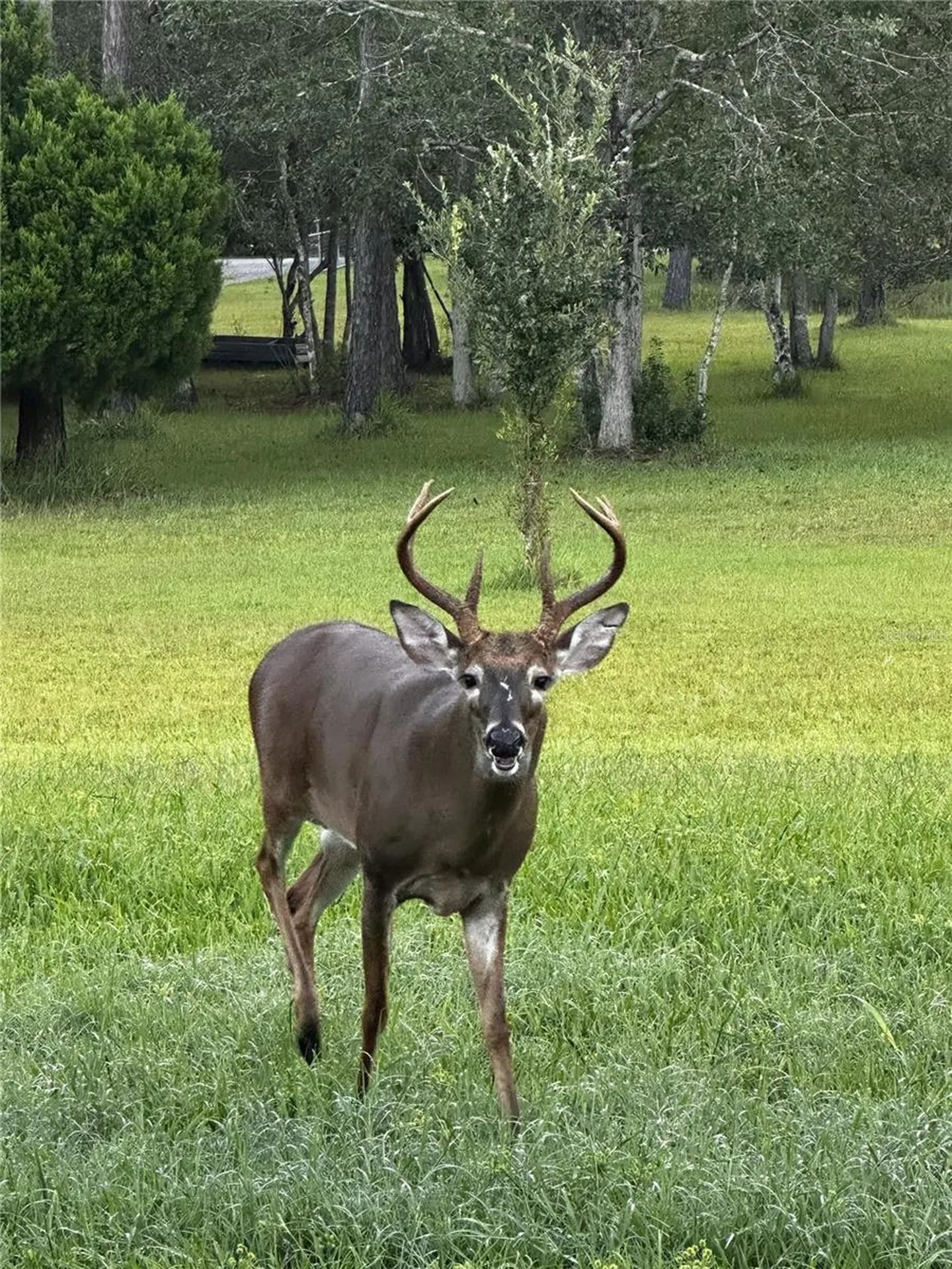 204 El Pino Drive New Smyrna Beach FL 32168