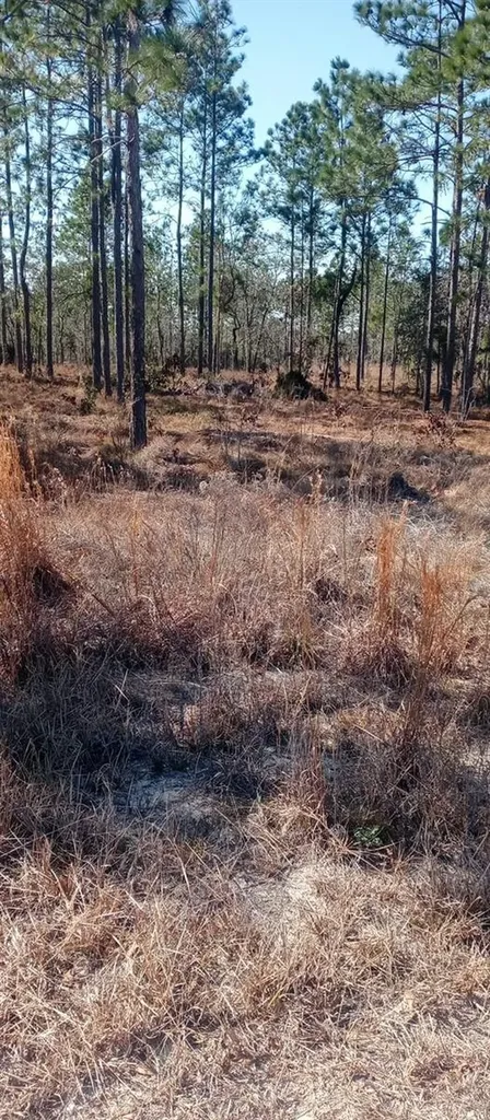 00 NE 151st Avenue Williston FL 32696