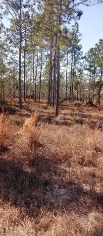 00 NE 151st Avenue NE Williston FL 32696