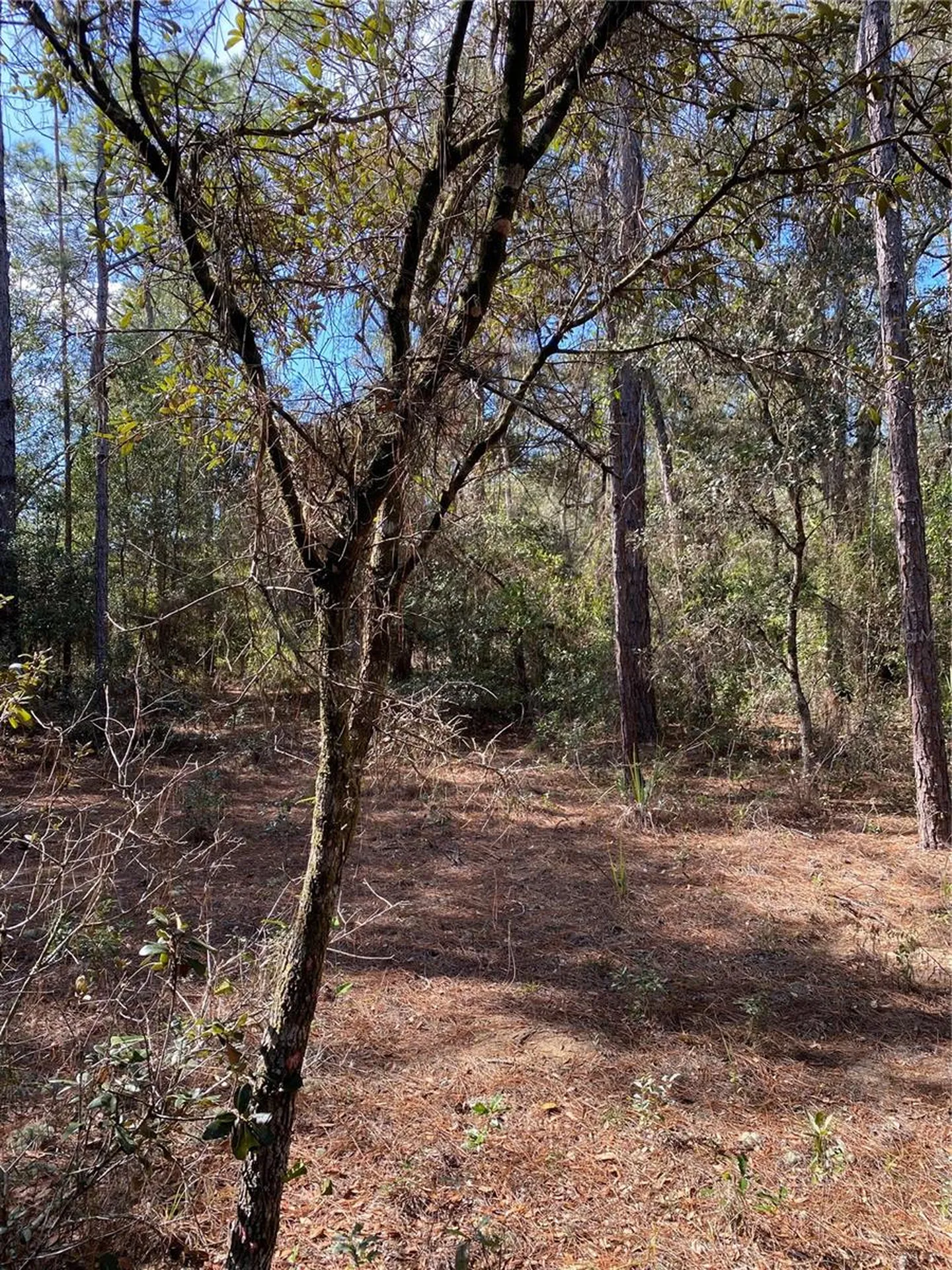 Southwest Beach Boulevard Dunnellon FL 34431