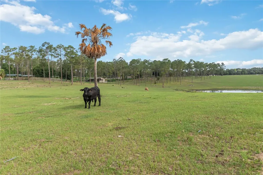 23175 N Buckhill Road Howey In The Hills FL 34737