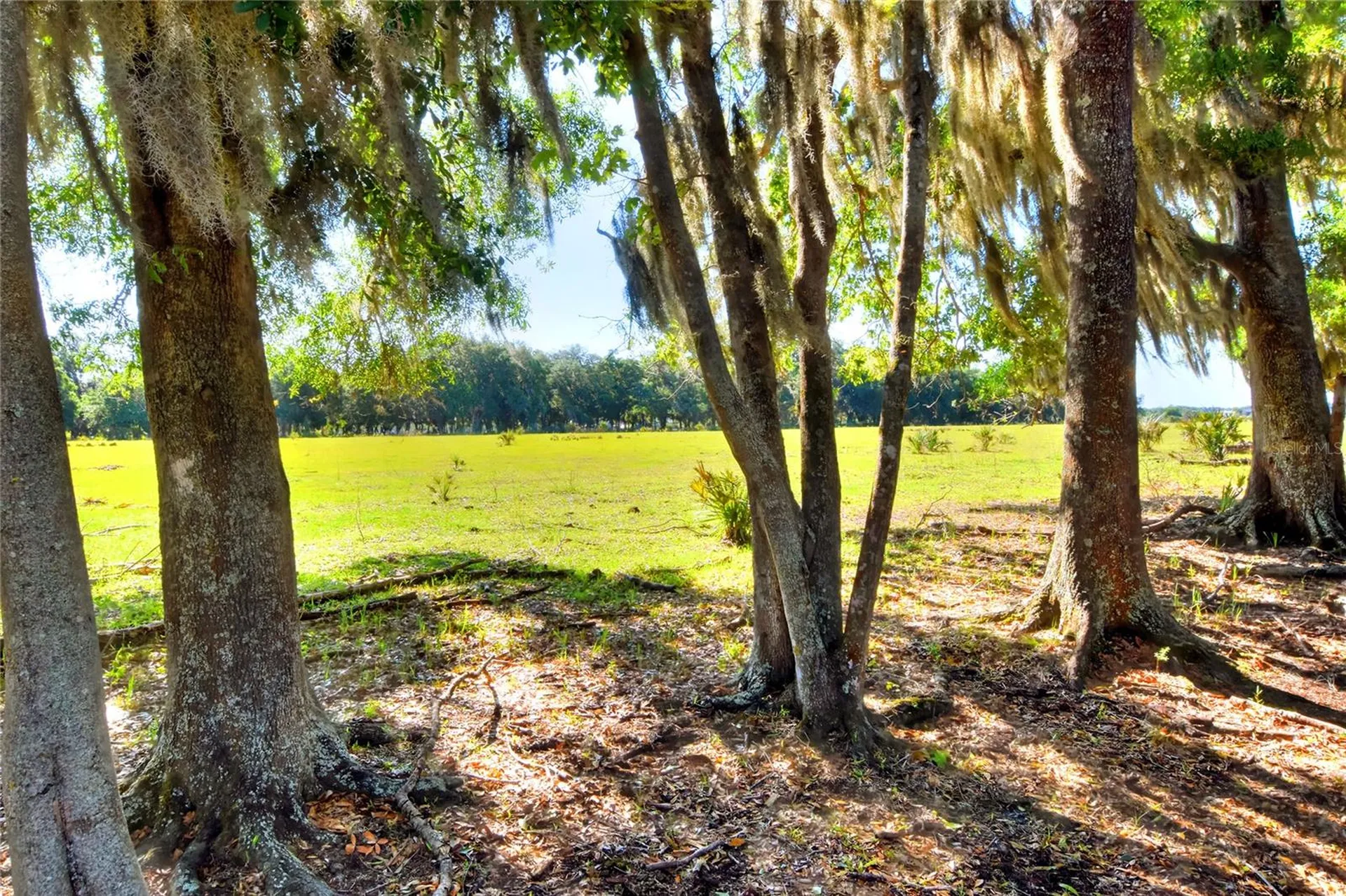 Lithia FL 33547