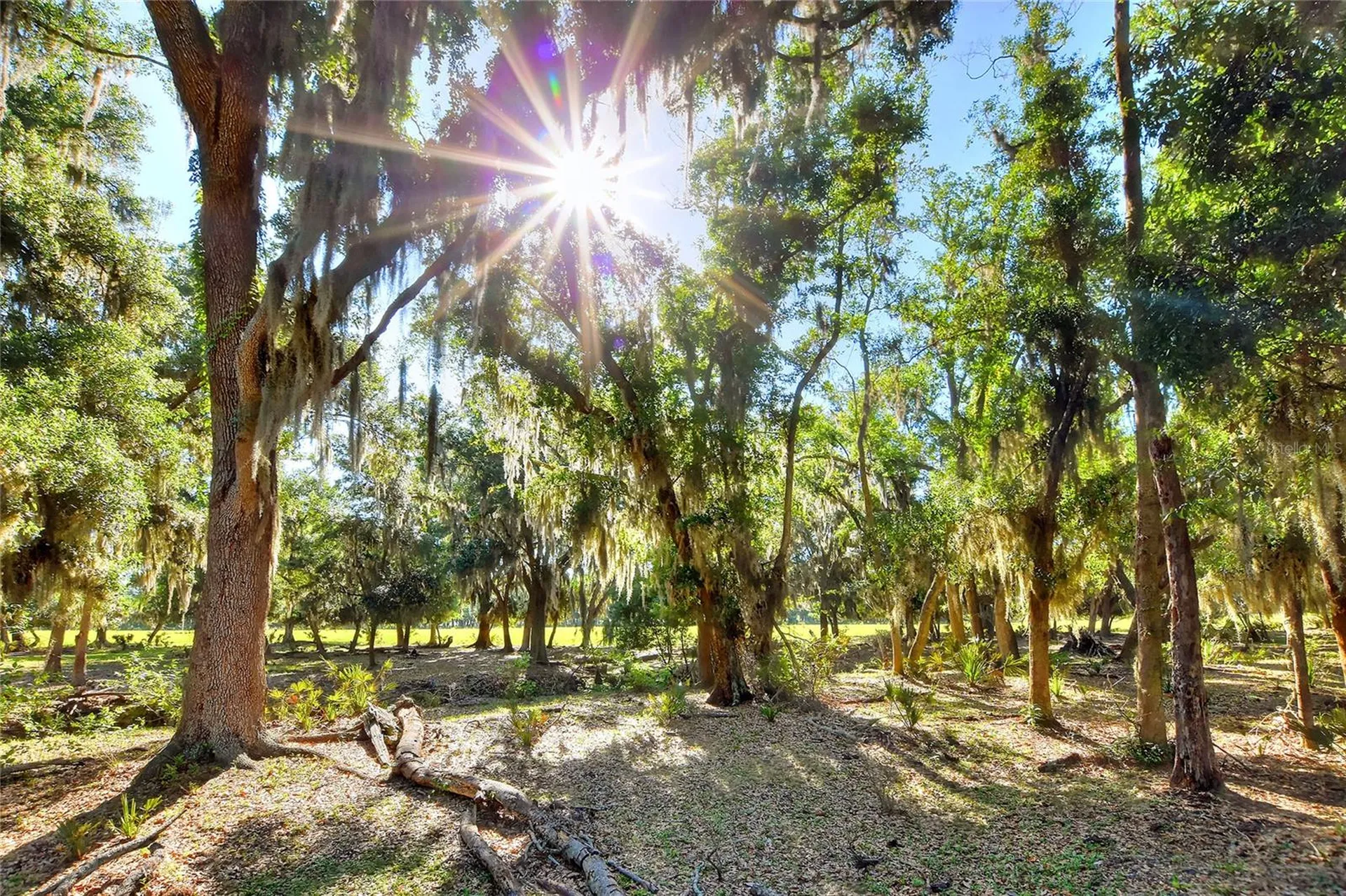 Lithia FL 33547