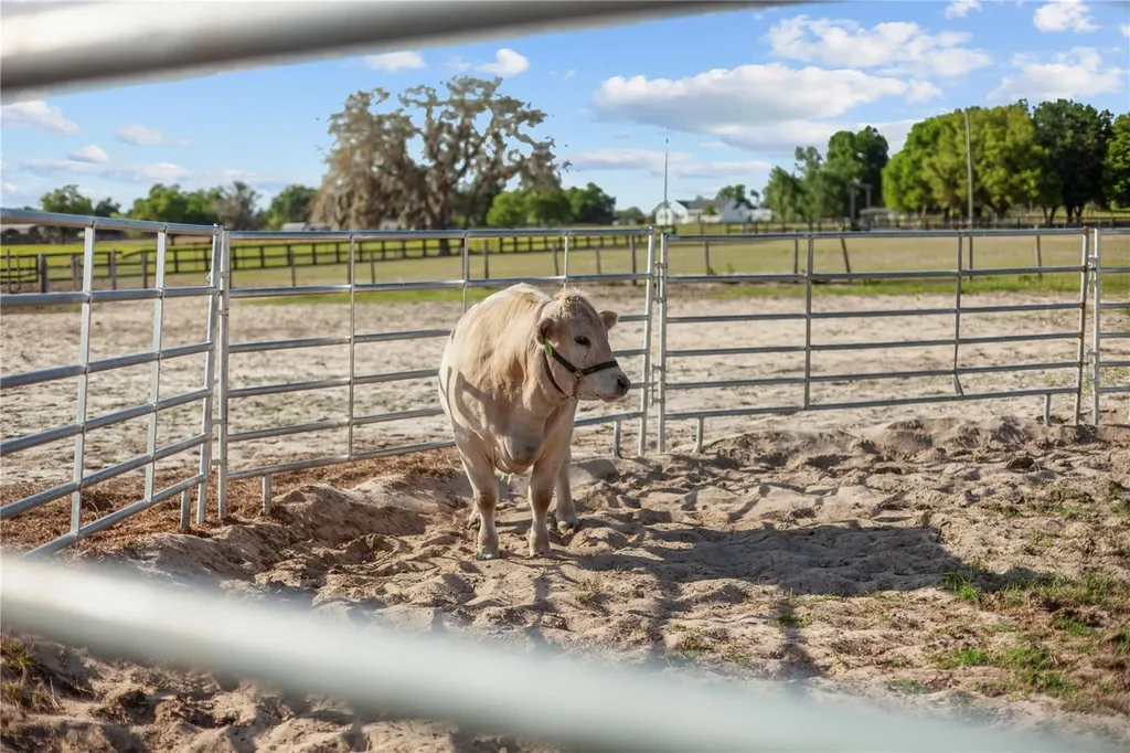 9650 Cockatoo Lane Groveland FL 34736