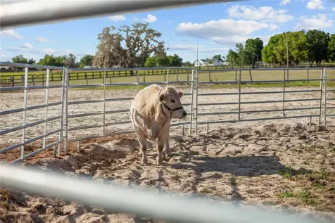 9650 Cockatoo Lane Groveland FL 34736