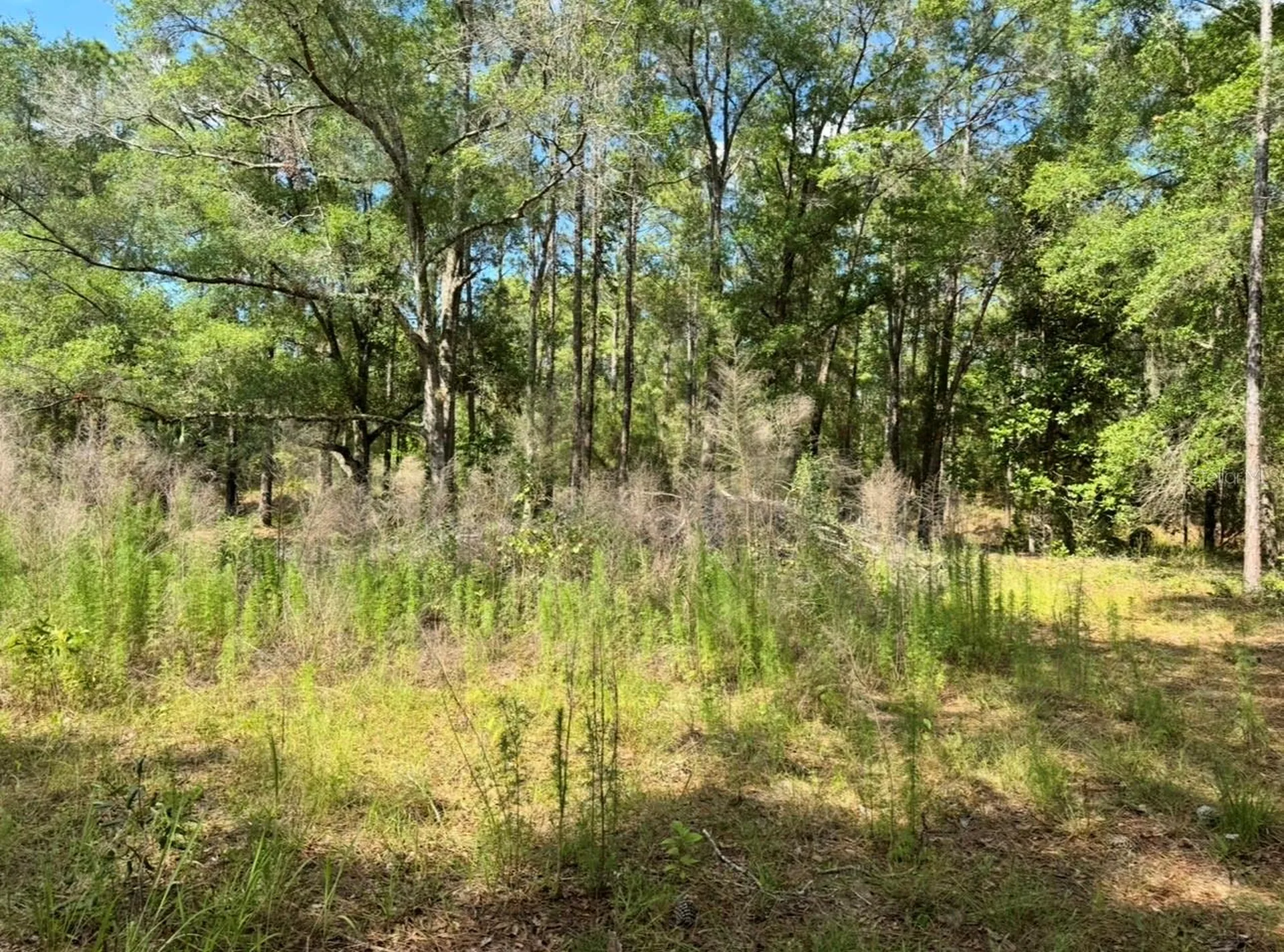 15570 Cliff Swallow Road Weeki Wachee FL 34614